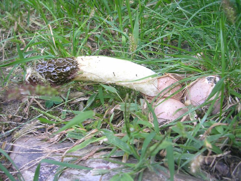PHALLUS.jpg